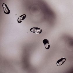 Peter Gabriel - Up (Enhanced CD) [ CD ]